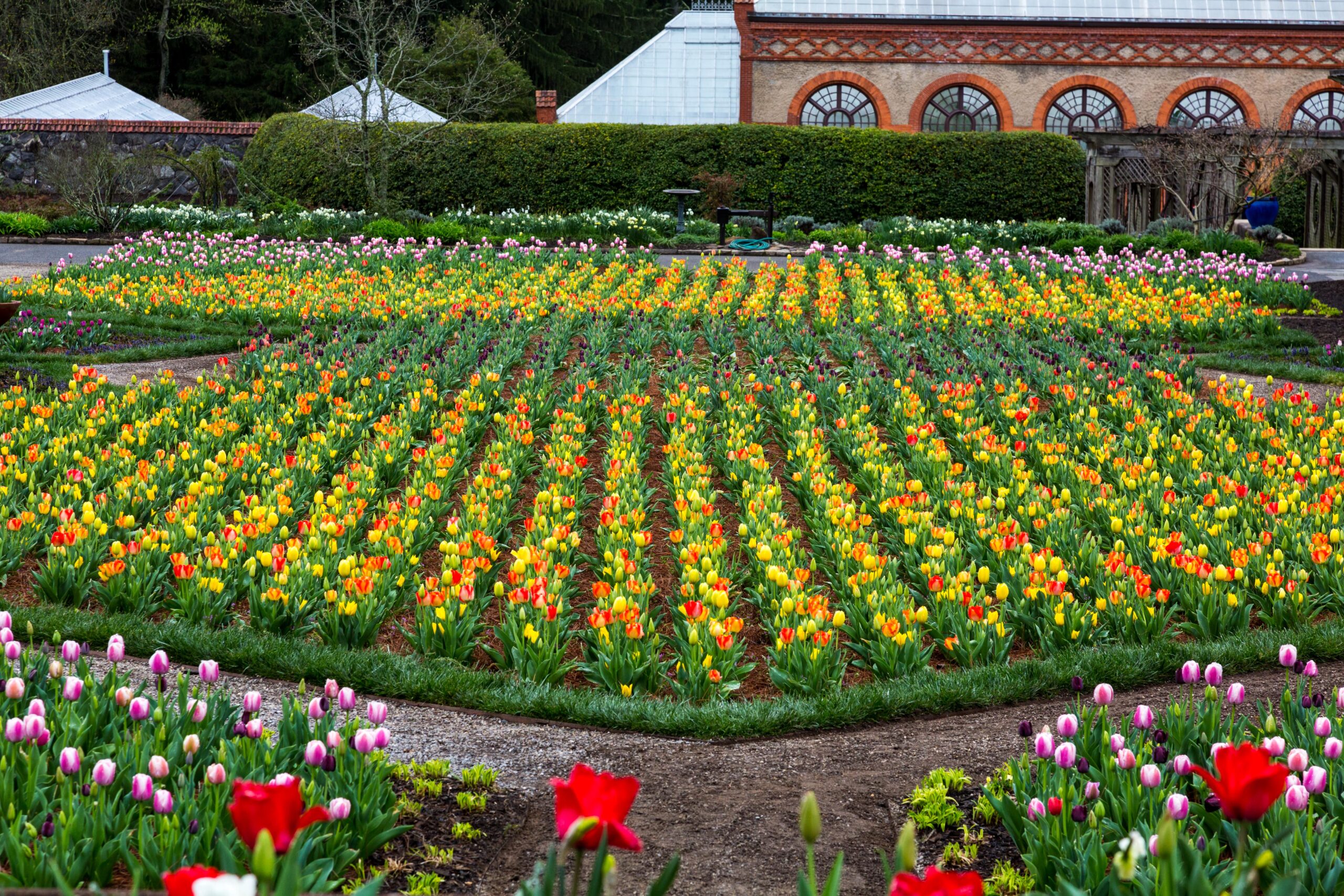 Colorful rows of tulips in full bloom at the Biltmore Estate garden, with vibrant red, yellow, and orange flowers set against the backdrop of a historic greenhouse.