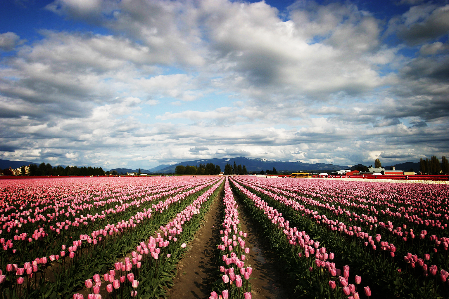 Endless rows of pink tulips in bloom during the Skagit Valley Tulip Festival in Washington, with a dramatic sky and snow-capped mountains in the background.