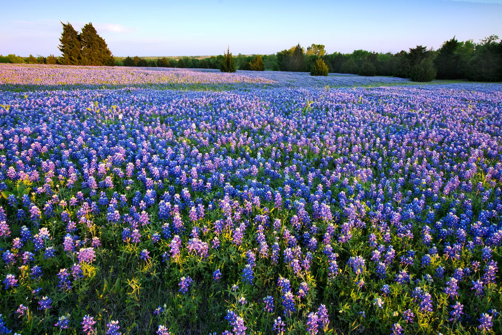 Vast field of blooming bluebonnets under a clear blue sky in Texas, with sunlight casting a warm glow across the vibrant purple and blue wildflowers.