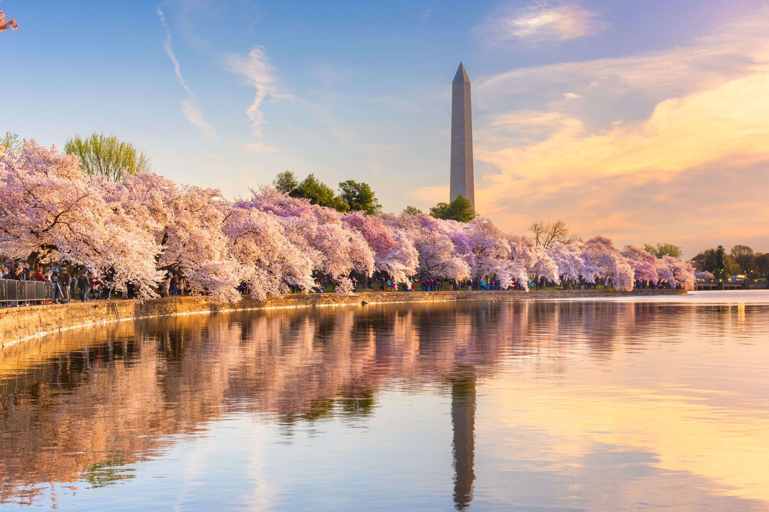 Cherry blossoms in full bloom along the Tidal Basin in Washington, D.C., with the Washington Monument in the background and reflections shimmering in the water at sunset.