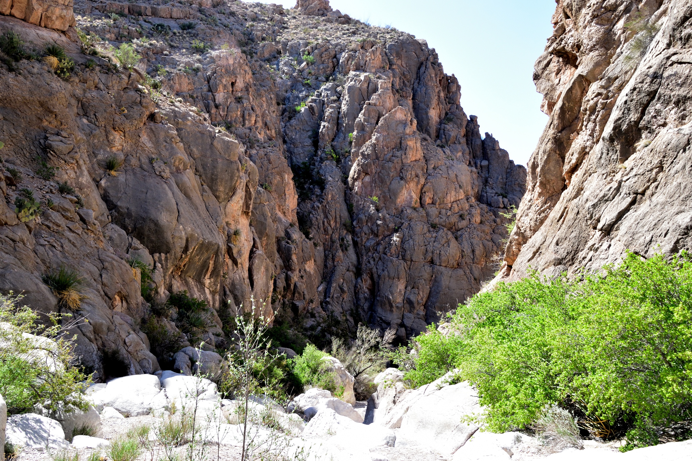Rocky gorge with steep canyon walls and lush green desert vegetation in Big Bend National Park, Texas, under bright midday sunlight.