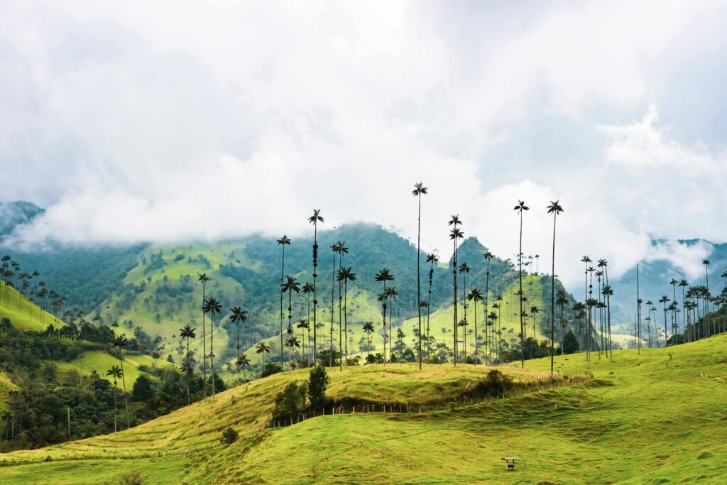 Towering wax palm trees in the lush green Cocora Valley near Salento, Colombia under a cloudy sky – Travel Crock