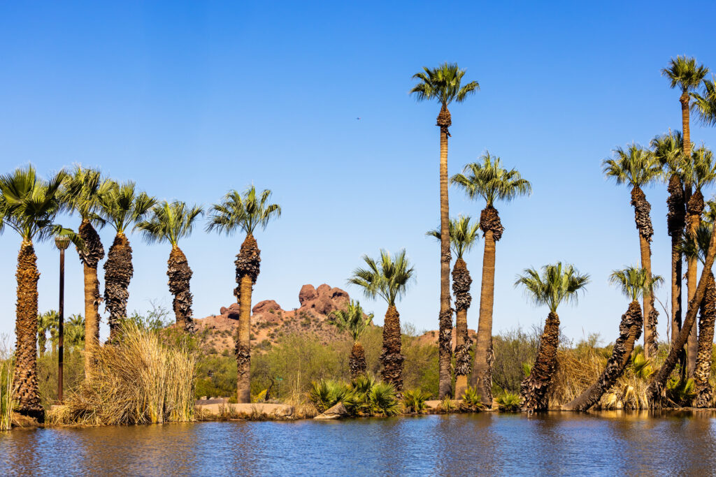 Scenic view of palm trees surrounding a pond in Papago Park, Tempe, Arizona, with red rock hills in the background under a clear blue sky.